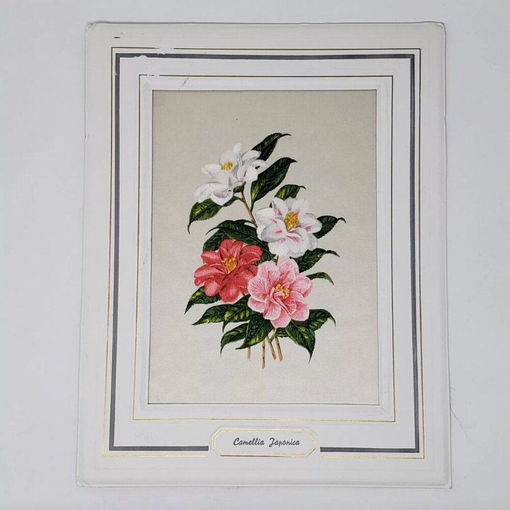 Original Vintage Silk Print 1965 CAMELLIA JAPONICA by BIANCHINI-FERIER Matted